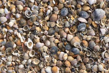 shell pattern on Andalusian beach