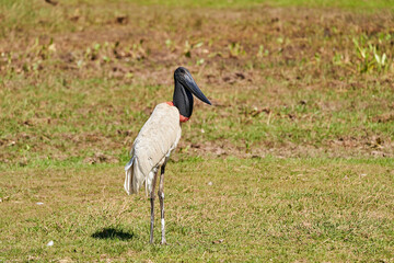 Fototapeta premium The Jabiru is a tall wading bird found in the Americas from Mexico to Argentina and the largest stork species with a black head and red neck with inflatable throat, Pantanal, Brazil