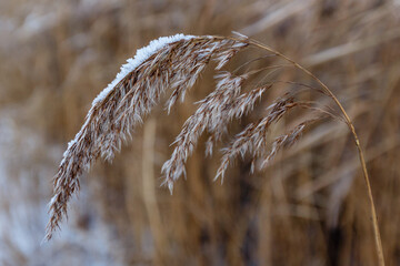 Fototapeta premium Dry reed covered with white snow at the lake coast. Snow-covered dry grass bends. Winter natural background. Kuskovo park in Moscow, Russia