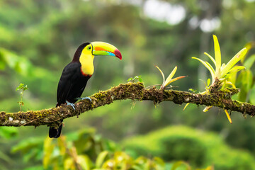 Wildlife from Costa Rica, tropical bird. Toucan sitting on the branch in the forest, green vegetation. Nature travel holiday in central America. Keel-billed Toucan, Ramphastos sulfuratus.