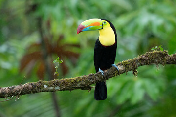 Wildlife from Costa Rica, tropical bird. Toucan sitting on the branch in the forest, green...