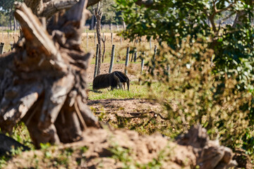 giant anteater walking over a meadow of a farm in the southern Pantanal. Myrmecophaga tridactyla, also ant bear, is an insectivorous mammal native to Central and South America.