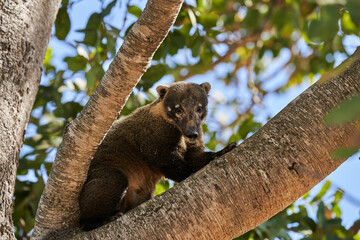 Coati, Nasus Nasus, climbing through the a tree in the southern Pantanal of Brazil, a Coati looks like a little bear or almost like a racoon