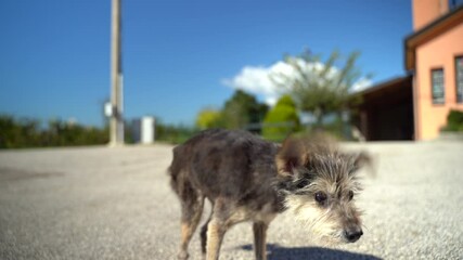 Small miserable dog puppy looking for shelter on abandoned street road, homeless frightened pet suffering from hunger and loneliness. Dog puppy with dirty straight fur desperately walking outdoors