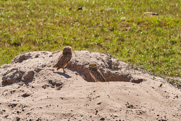 burrowing owl, Athene cunicularia, sitting at their den in the Pantanal, The small, long legged owl can be found in grasslands, rangelands, agricultural areas, deserts in North and South America