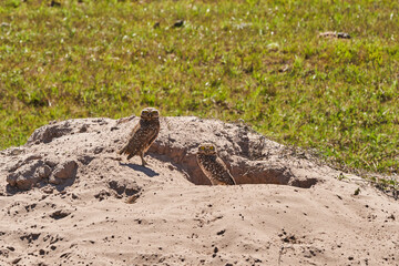 burrowing owl, Athene cunicularia, sitting at their den in the Pantanal, The small, long legged owl can be found in grasslands, rangelands, agricultural areas, deserts in North and South America