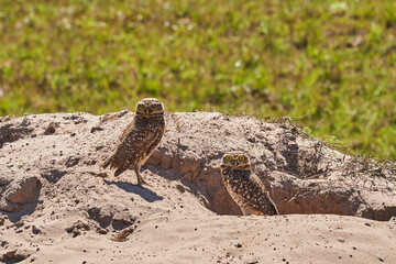 burrowing owl, Athene cunicularia, sitting at their den in the Pantanal, The small, long legged owl can be found in grasslands, rangelands, agricultural areas, deserts in North and South America
