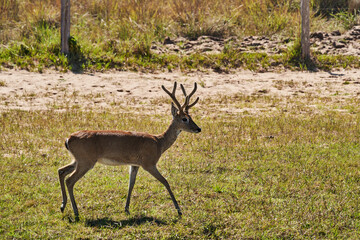 The marsh deer, Blastocerus dichotomus, also swamp deer, largest deer species from South America can mostly be found in the swampy region of the pantanal, Brazil, South America