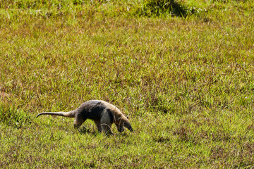 Naklejka premium southern tamandua, Tamandua tetradactyla, also collared anteater or lesser anteater, is a species of anteater from South America, foraging on a meadow in the southern Pantanal, Brazil
