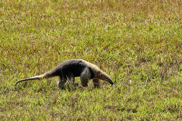 southern tamandua, Tamandua tetradactyla, also collared anteater or lesser anteater, is a species of anteater from South America, foraging on a meadow in the southern Pantanal, Brazil
