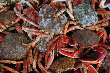 Sea spider crab for sale at a French seafood market in Brittany