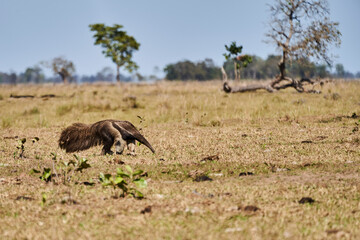 giant anteater walking over a meadow of a farm in the southern Pantanal. Myrmecophaga tridactyla,...