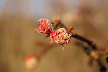 Dawn viburnum with pink blossoms covered by frost. V. bodnantense on winter