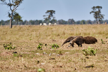 giant anteater walking over a meadow of a farm in the southern Pantanal. Myrmecophaga tridactyla, also ant bear, is an insectivorous mammal native to Central and South America.