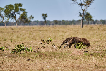 giant anteater walking over a meadow of a farm in the southern Pantanal. Myrmecophaga tridactyla, also ant bear, is an insectivorous mammal native to Central and South America.