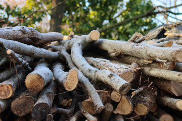 Cut tree trunks covered by frost in a stack in the garden on winter season