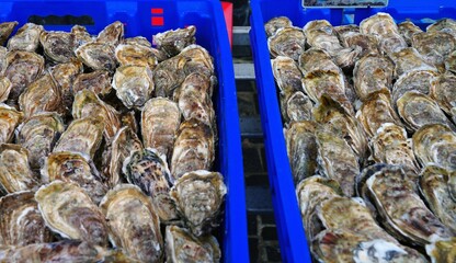 Fresh oysters in the shell in bulk in Brittany, France