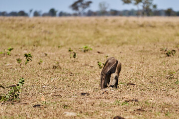 giant anteater walking over a meadow of a farm in the southern Pantanal. Myrmecophaga tridactyla, also ant bear, is an insectivorous mammal native to Central and South America.