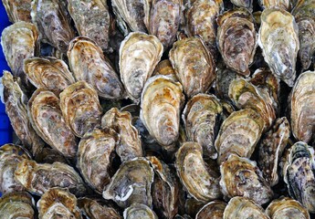 Fresh oysters in the shell in bulk in Brittany, France