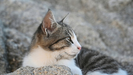 Multicolored cat on the rocks in Greece