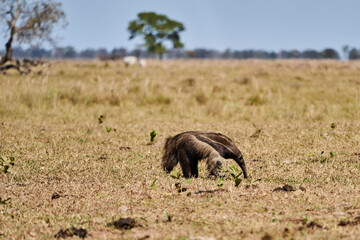 Fototapeta na wymiar giant anteater walking over a meadow of a farm in the southern Pantanal. Myrmecophaga tridactyla, also ant bear, is an insectivorous mammal native to Central and South America.