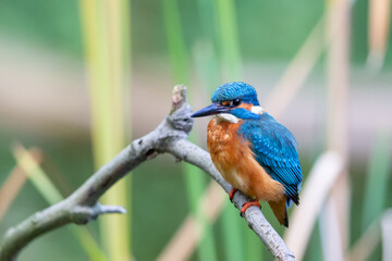 Eurasian kingfisher (Alcedo atthis) sitting on his perch in autumn.