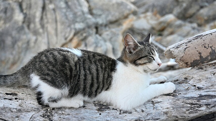 Obraz na płótnie Canvas Multicolored cat on the rocks in Greece