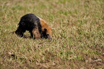 southern tamandua, Tamandua tetradactyla, also collared anteater or lesser anteater, is a species of anteater from South America, foraging on a meadow in the southern Pantanal, Brazil
