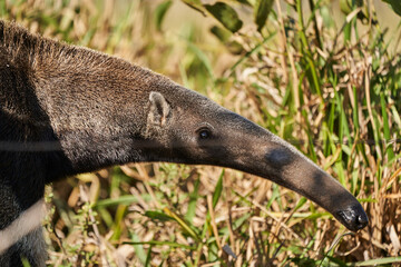 Portrait of a giant anteater walking over a meadow of a farm in the southern Pantanal. Myrmecophaga...