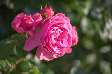 バラの花　屋外撮影