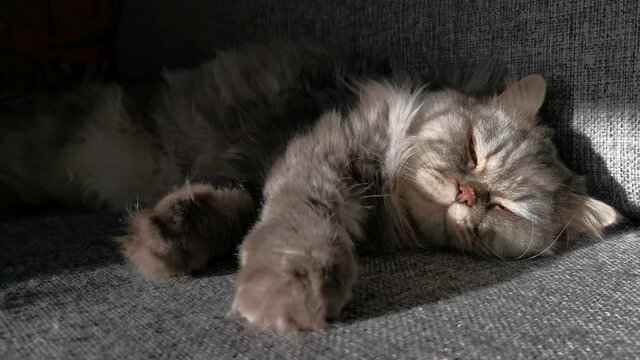 The cat sleeps sweetly on the gray sofa. A fluffy grey Scottish kitten sleeps in the bright rays of the sun. Portrait of a cute and funny pet kitten. The cat suddenly wakes up. Relax and unwind