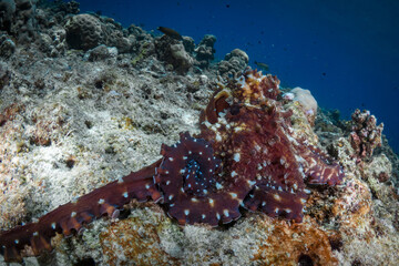 Pair of octopus mating on coral reef