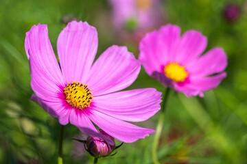 コスモスの花　秋のイメージ