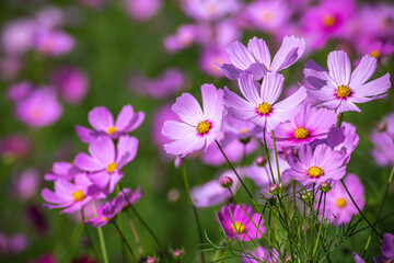 コスモスの花　秋のイメージ