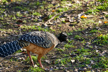 bare faced curassow, Crax fasciolata, a large bird with small crest from the family Cracidae, chachalacas, guans. Found in Brazil, Paraguay, and Bolivia. Panatanal, Mato Grosso, South America