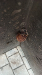 Snail on the wall