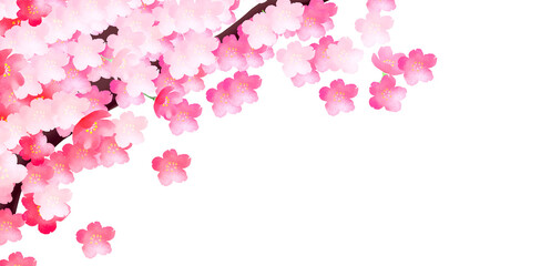 桜　背景　フレーム　