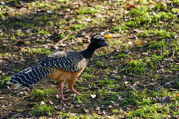 bare faced curassow, Crax fasciolata, a large bird with small crest from the family Cracidae,...