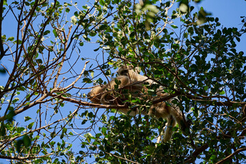 Howler monkeys, Alouatta monotypic in subfamily Alouattinae, sitting high in the trees of the Pantanal wetlands, are famous for their loud howls, Brazil, South America