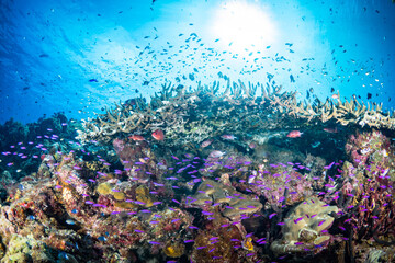 Fototapeta na wymiar Fish swimming above coral reef in Papua New Guinea