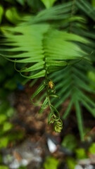 spider on a leaf