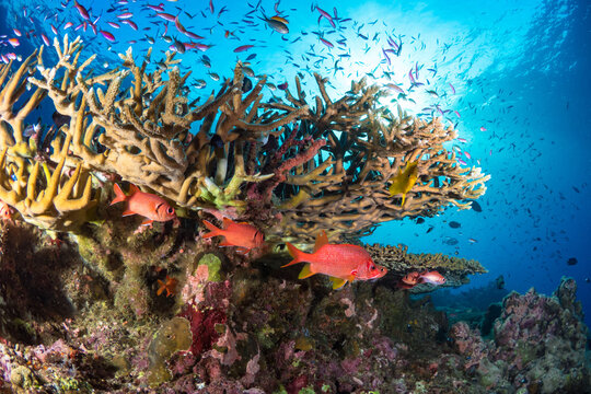 Various species of fish schooling above staghorn coral in shallow including barracuda 