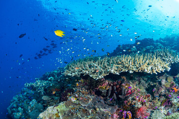 Fototapeta na wymiar Various species of fish schooling above staghorn coral in shallow including barracuda 
