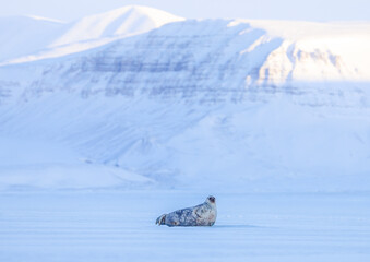 Arctic seal on Svalbard 
