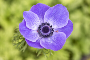 アネモネの花　春のイメージ