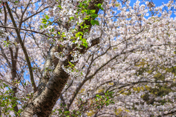 桜の花　春のイメージ