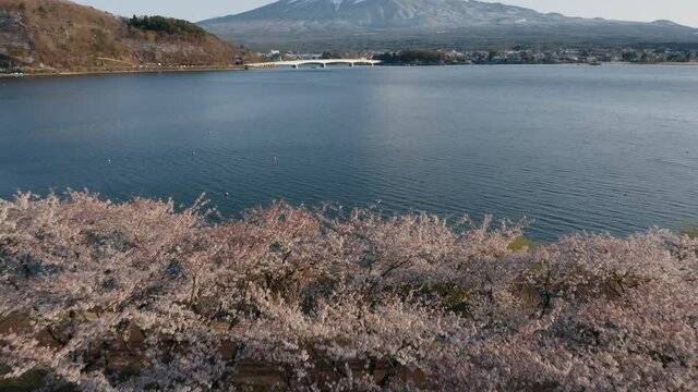 Mt Fuji and Cherry Blossoms in spring at Lake Kawaguchiko