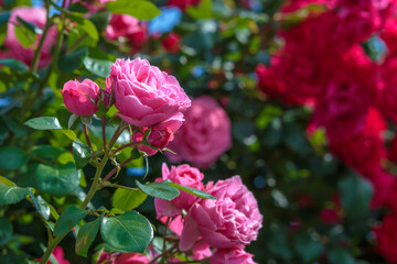 バラの花　屋外撮影