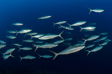 Fuseliers and rainbow runners school above coral reef 