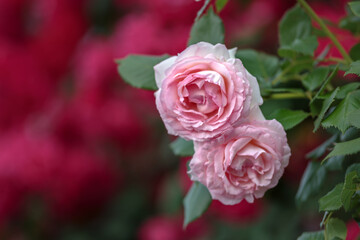 バラの花　屋外撮影